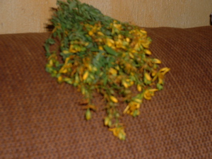 st johns wort picked.jpg